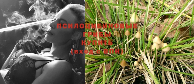 закладки  Вичуга  Галлюциногенные грибы Psilocybe 